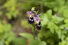 Ophrys reinholdii