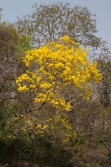 Handroanthus