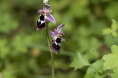Ophrys reinholdii