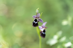 Ophrys reinholdii