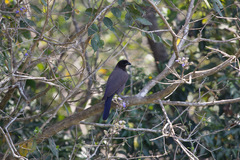 Cyanocorax cyanomelas