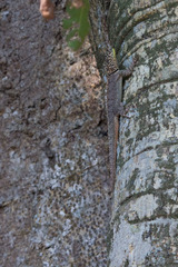 Tropidurus etheridgei