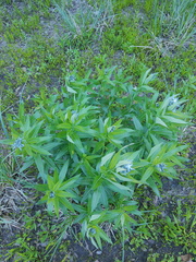 Amsonia repens