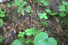 Galium kamtschaticum