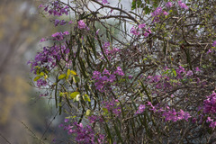 Cuspidaria
