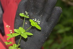 Galium kamtschaticum