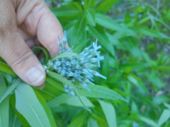 Amsonia repens