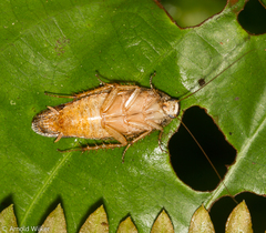 Epilamprinae