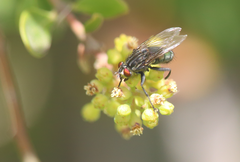 Sarconesia chlorogaster