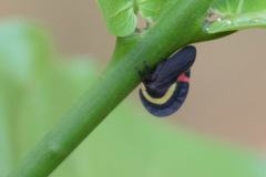 Membracis sanguineoplaga