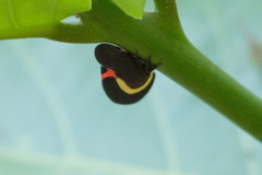 Membracis sanguineoplaga