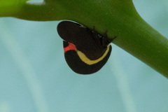 Membracis sanguineoplaga