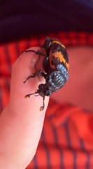 Nicrophorus mexicanus