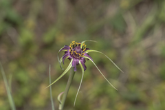 Tragopogon coelesyriacus