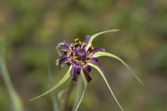 Tragopogon coelesyriacus
