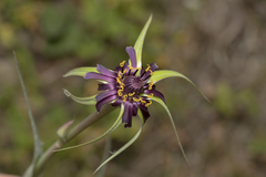Tragopogon coelesyriacus