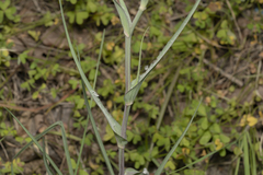 Tragopogon coelesyriacus