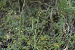 Tragopogon coelesyriacus