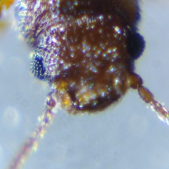Berginus tamarisci