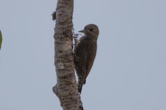 Dryobates passerinus