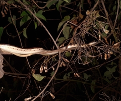Dendrelaphis
