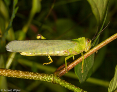 Tropidacris cristata grandis