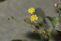 Crepis micrantha