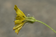 Crepis micrantha