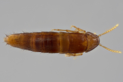 Ischnosoma suteri