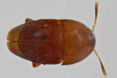Ptomaphagus