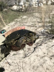 Actinemys marmorata pallida