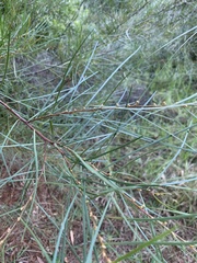 Acacia viscidula