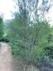 Acacia viscidula