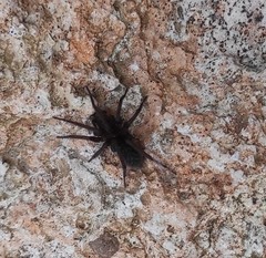 Segestria florentina