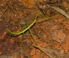 Cladoxerus