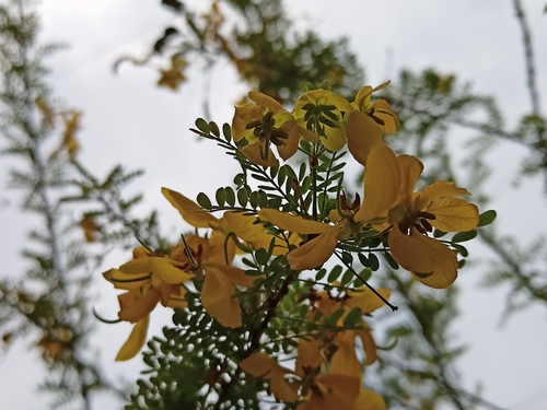 Image of Senna polyphylla by (c) Sabarni Sarker, some rights reserved (CC BY)
