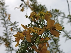 Senna polyphylla