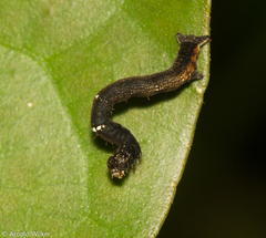 Gonodonta
