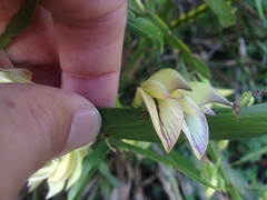 Carmichaelia williamsii