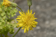 Crepis sancta nemausensis
