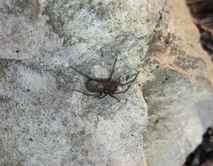 Segestria florentina