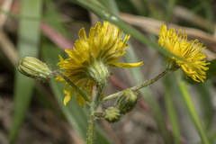 Crepis sancta nemausensis