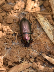Poecilus cupreus