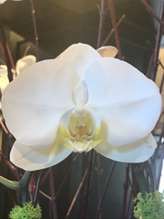 Phalaenopsis amabilis