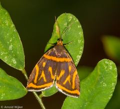 Hemerophila orinympha