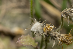 Crepis sancta nemausensis