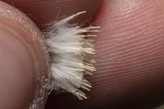 Crepis sancta nemausensis