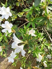 Rhododendron