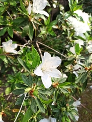 Rhododendron