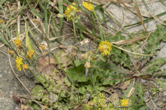 Crepis sancta nemausensis